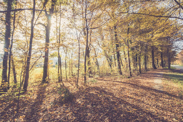 Fototapeta premium Spazierweg, Bäume und Laub im Herbst