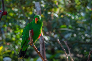 Male Eclectus Parrot sitting on branch
