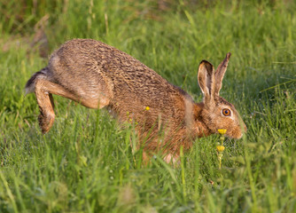 European hare