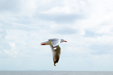 Fototapeta na wymiar Flying Australian Gull