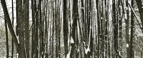 Obraz premium Snow in the lime grove - nature background