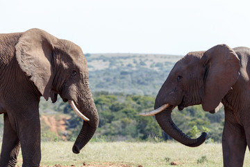 Bush Elephants standing with twisted trunks