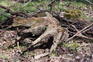 Baumwurzelstumpf im Wald