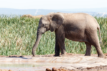 Fototapeta na wymiar Bush Elephant trunk stuck in the mud