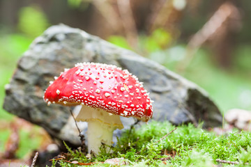 an fly agaric