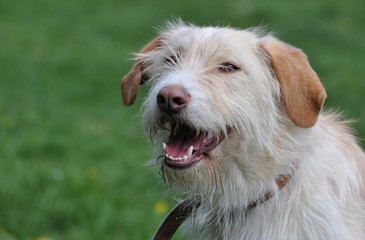 Hunde Portrait, Terrier Mischling Lacht