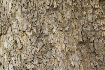 Obraz premium Wood texture with natural patterns, Background old panels, The b