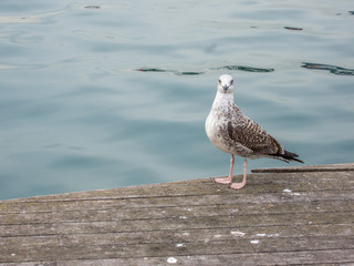 seagull standing still on a pier
