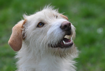 Hunde Portrait, Terrier Mischling lacht