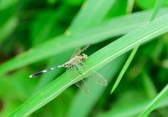 dragonfly