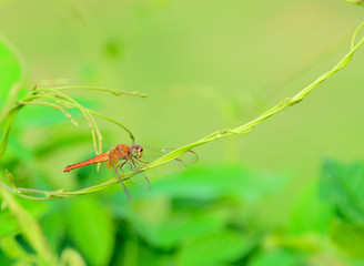 dragonfly