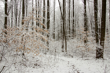 Snowy Woods