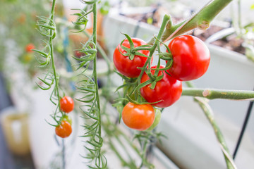 tomatoes