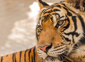 close up face of tiger