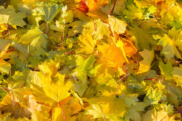 Naklejka na ściany i meble Background of fallen varicolored maple leaves