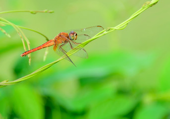 dragonfly
