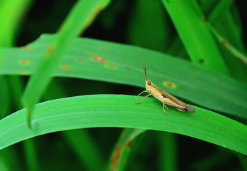 grasshopper