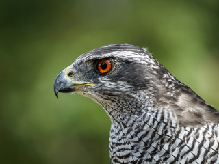 Profile of the head of a female adult northern goshawk. Accipiter gentilis.