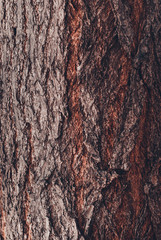 Old Wood Tree Texture Background Pattern