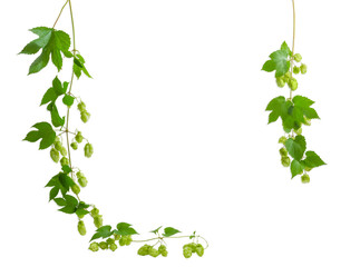Background of two a hanging branches hops, forming a frame