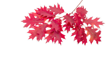 Branch of a oak with autumn leaves on light background