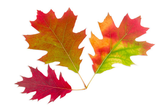 Three autumn red oak leaves on a light background