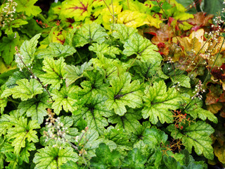 Heucherella 'Kimono' - foamy bells 