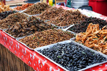 Fried insects at street food market in Thailand