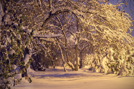 Background with  winter night alley with snow trees and lighting