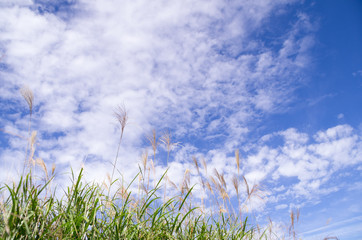 すすきと青空