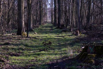 Waldwirtschaft im Frühling