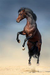 Obraz premium Beautiful stallion with long mane rearing up in desert dust against dark storm sky