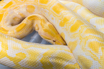 Big yellow python snake