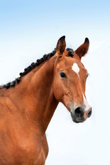Obraz premium Beautiful bay horse portrait against blue sky