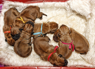Dogue de Bordeaux - One day old puppies