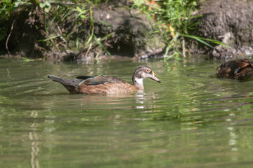 Canard mandarin femelle - Aix galericulata - en promenade