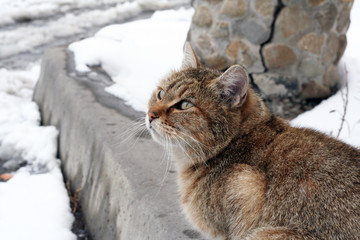 Cats outside in the winter. Tiger wild cat in the snow. Beautiful animals with us.