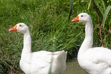 Obraz premium Oie blanche dans la mare 