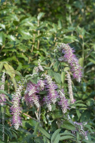British Plants And Flowers Picture Broomy Inclosure Is Also Very Por With Those Looking For Bluebells