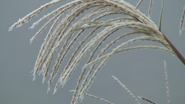 Binsengr&auml;ser mit Raureif &uuml;berzogen bewegen sich im Herbstwind