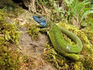 Green lizard basking on the stone