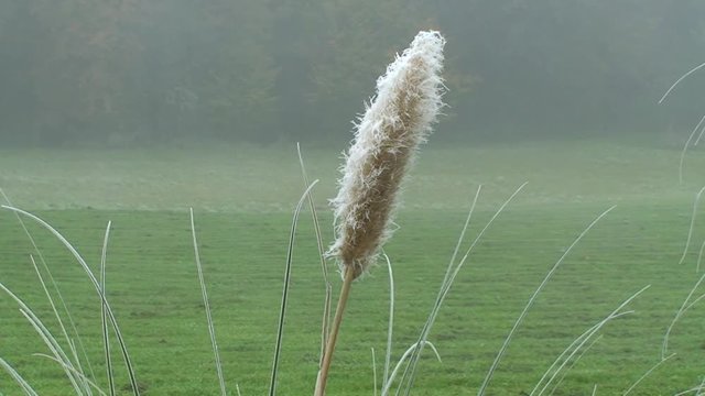 Binsengr&auml;ser mit Raureif &uuml;berzogen bewegen sich im Herbstwind