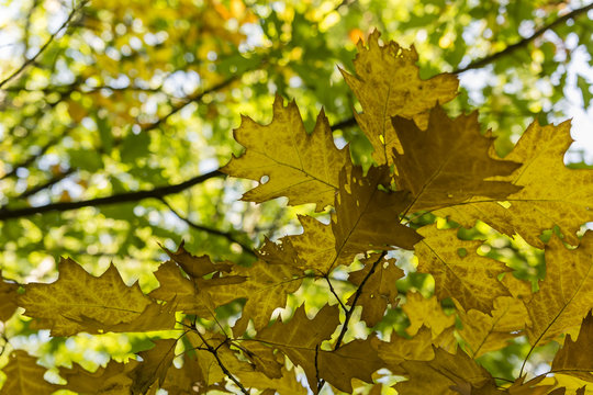 Oak leaves on a branch in autumn colors.