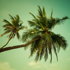 Fototapeta na wymiar Coconut palm tree on beach with vintage toned.