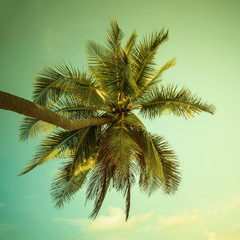 Fototapeta na wymiar Coconut palm tree on beach with vintage toned.