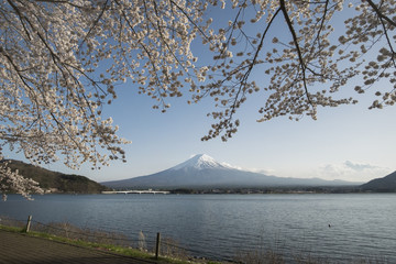 Fuji mountain in the spring season