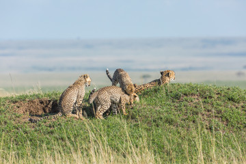 Cheetah and cubs are playing