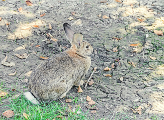 Brown fluffy rabbit sitting, close up portrait, outdoor