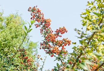 Pyracantha coccinea, the scarlet firethorn shrub, red orange berry