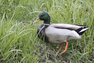 Wasservögel